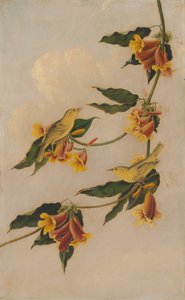 Gele zanger, 1830-1833