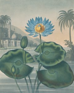 De Blauwe Egyptische Waterlelie, 11 september 1804