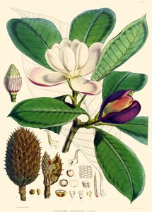 Magnolia hodgsonii, 1855 door Joseph Dalton Hooker