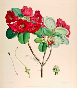Rhododendron thomsonii, 1895 door Joseph Dalton Hooker