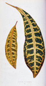Croton blad variegata. Botanische plaat in "Planten met kleurrijk blad. Collectie van de meest opmerkelijke soorten gebruikt om tuinen, kassen en appartementen te versieren, door Edward Joseph Lowe en W. Howard, leden van de London Horticulture Society