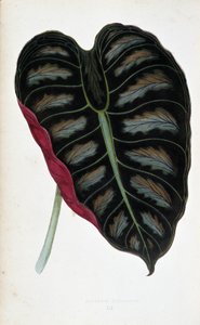 Blad van Alocasia metallica. Botanische plaat in Planten met gekleurd blad. Collectie van de meest opmerkelijke soorten gebruikt om tuinen, kassen en appartementen te versieren, door Edward Joseph Lowe en W. Howard, leden van de London Horticulture Society