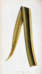 Blad van Ananassa Sativa Variegata