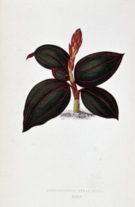 Blad van Anoectochilus Rubro Venia