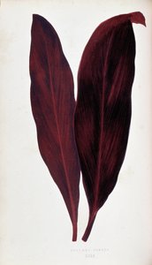 Blad van Dracaena ferrea in 