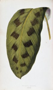 Blad van Maranta Pardina. Botanische plaat in 