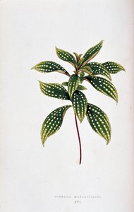 Blad van Sonerila margaritacea. Botanische plaat in Planten met kleurrijk blad. Collectie van de meest opmerkelijke soorten gebruikt om tuinen, kassen en appartementen te versieren, door Edward Joseph Lowe en W. Howard, leden van de London Horticulture Soc