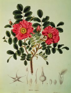 Rosa rugosa, uit 