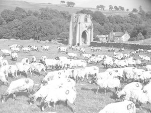 Schapen grazen in een veld voor Shap Abbey