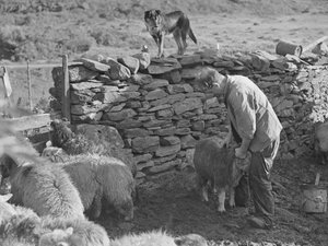 Herder met schapen