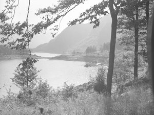 Thirlmere door boomtakken