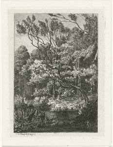 Bosgezicht