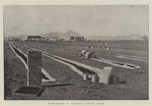Fruitteelt in Californië, pruimen drogen