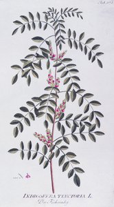 Ware indigo (Indigofera tinctoria) door Joseph Jacob von Plenck (1735-1807), uit Icones plantarum medicinalium, Wenen door Joseph Jacob Plenck
