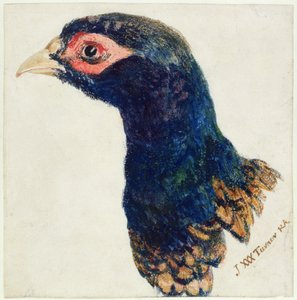 Fazant, Het Farnley Boek van Vogels, ca. 1816 door Joseph Mallord William Turner