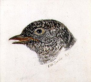 Koekoek, uit The Farnley Book of Birds, c.1816