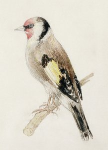 Distelvink, uit Het Farnley Boek van Vogels, c.1816