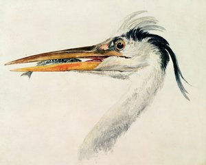 Reiger met een vis