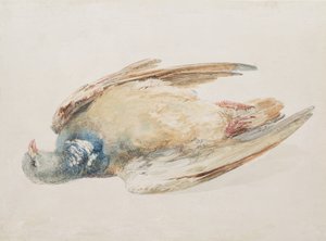 Duif, uit The Farnley Book of Birds, ca. 1816 door Joseph Mallord William Turner