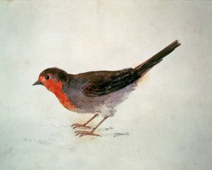 Roodborstje, uit The Farnley Book of Birds, c.1816