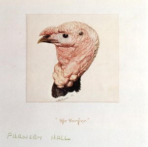 De kalkoen