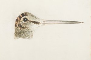 Houtsnip, uit Het Farnley Boek van Vogels, c.1816 door Joseph Mallord William Turner