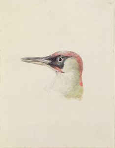 Specht, uit Het Farnley Boek van Vogels, c.1816