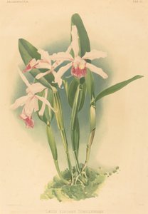 Laelia Elegans Schilleriana door Joseph Mansell