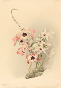 Dendrobium (Hybridium) Venus en Dendrobium (Hybridium) Cassiope
