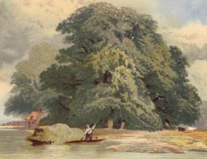 Groep Elzen aan de Theems door Joseph Needham