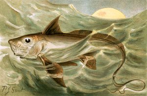Chimaera door Joseph Smit