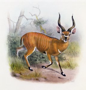 De Breedhoornige Antilope, uit 