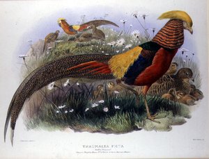 Thaumalea picta (Gouden fazant) gegraveerd door M. & N. Hanhart door Joseph and Smit J. Wolf
