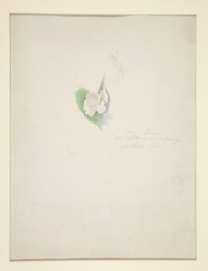 Bloem door Joseph Stella