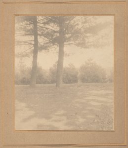 Landschap met bomen,c. 1900 (foto) door Joseph T. Keiley
