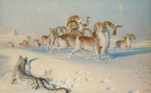 Een Sneeuwluipaard die Ovis Poli Besluipt door Joseph Wolf