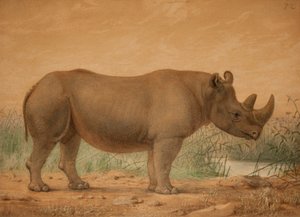 Afrikaanse Neushoorn