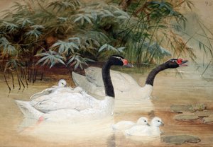 Zwartnekzwaan (Cygnus nigricollis), 1852-54 door Joseph Wolf