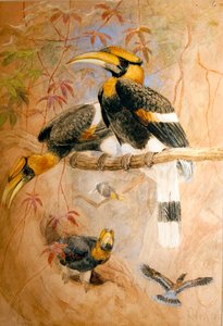 Holhoornige Neushoornvogel (Dichoceros bicornis), 1856-67 door Joseph Wolf