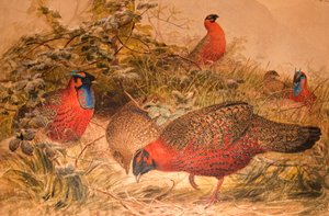 Gehoornde tragopan (Ceriornis satyra), c.1851-76