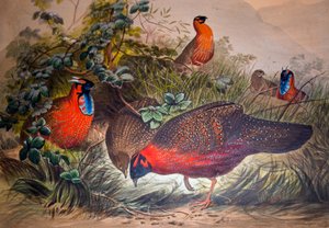 Gehoornde tragopan, 1861 door Joseph Wolf