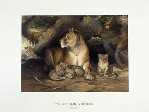 De Afrikaanse leeuwin, ca. 1880-1883 door Joseph Wolf