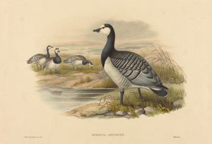 Rotgans (Bernicla Leucopsis) door Joseph Wolf and H.C. Richter