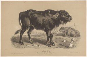 Buffel door Joseph Zephyris Gengembre