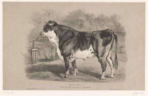 Stier in een weiland