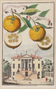 Aranzo hermafrodiet gekroond door Joseph de Montalegre