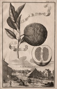 Nurnbergische Hesperides: Aranzo da Portugal, 1714 door Joseph de Montalegre