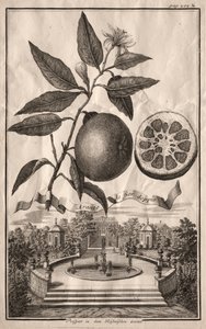 Nurnbergische Hesperides: Aranzo de fior doppio, 1714 door Joseph de Montalegre