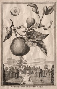 Nurnbergische Hesperides: Limon bergamotto personzin gientile, 1714 door Joseph de Montalegre