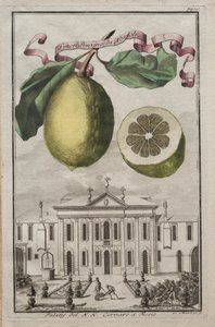 Nurnbergische Hesperides: No125 - Limon Ponzino da Neapoli. Palazzo del N. H. Cornaro à Fiesso, c170 door Joseph de Montalegre